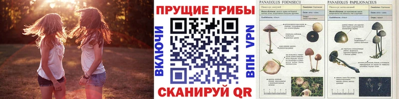 продажа наркотиков  Лысково  Галлюциногенные грибы GOLDEN TEACHER 